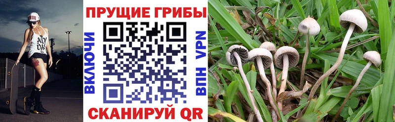 Галлюциногенные грибы GOLDEN TEACHER  Тетюши 